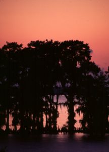 Cypress Sunset