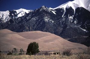 Deer Among the Dunes
