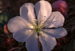 Early Morning Dwarf Evening Primrose