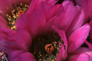 Fishhook Cactus Blooms