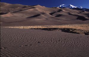 Footprints in the Dunes