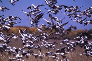 Snow Geese Taking Off