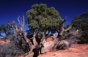 On the Mesa Arch Loop Trail
