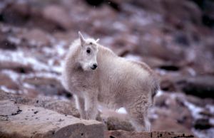 Early Snow on Baby Mountain Goat