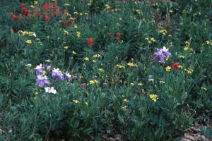 Fourth of July Mine Trail